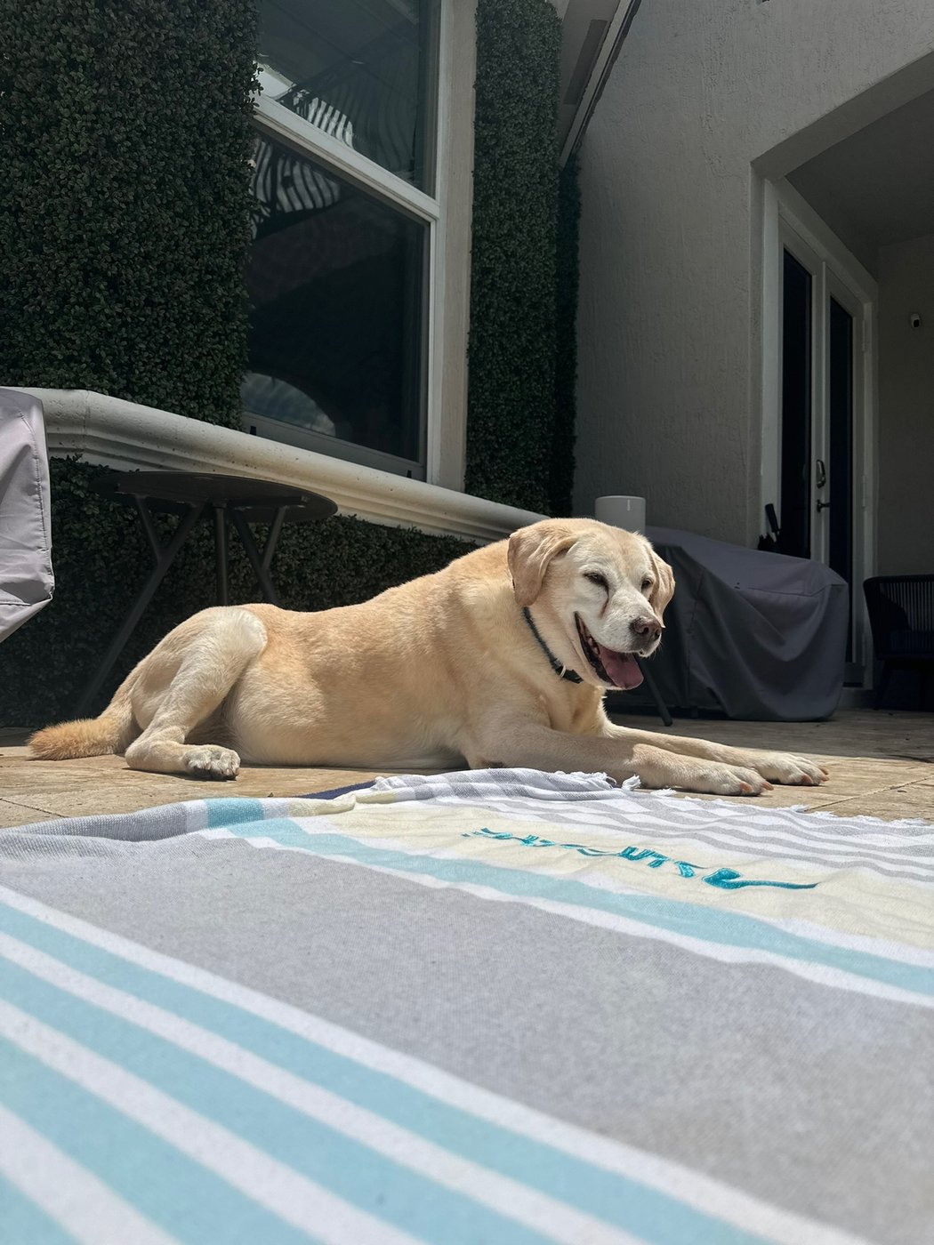 Buddy, a yellow Labrador, relaxing beside the pool