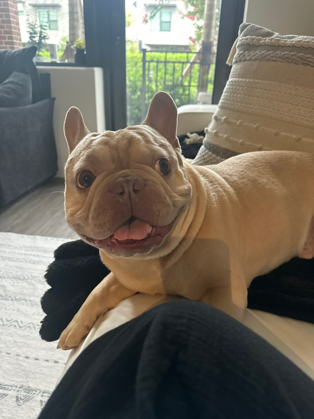 Diesel, a French bulldog, relaxing on the couch