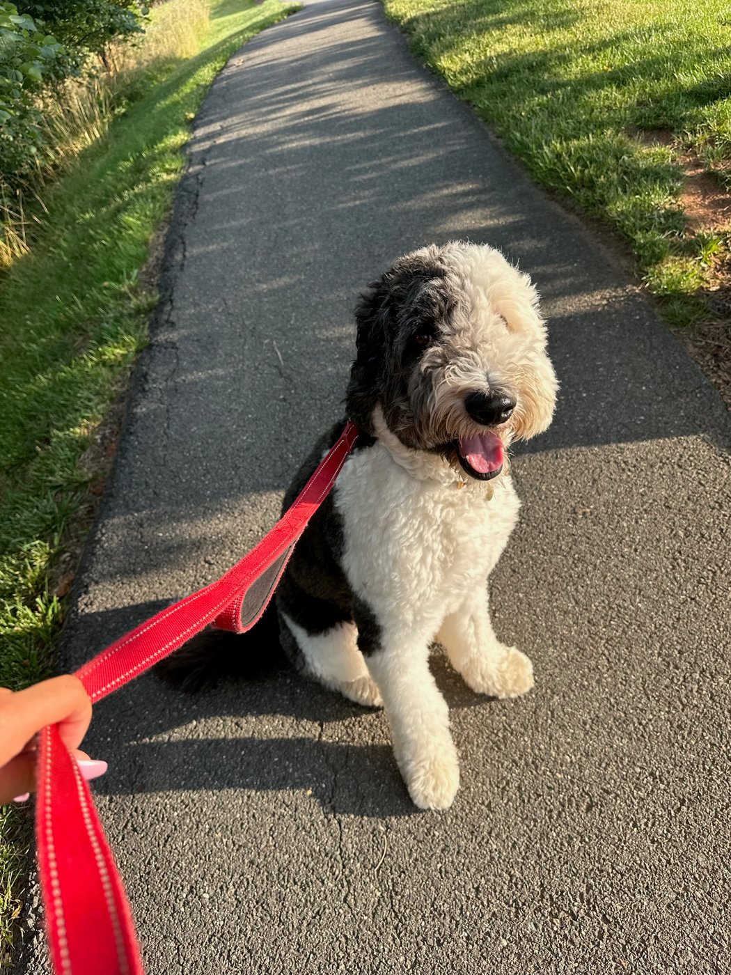 Leo, a black and white sheepadoodle, out for a walk