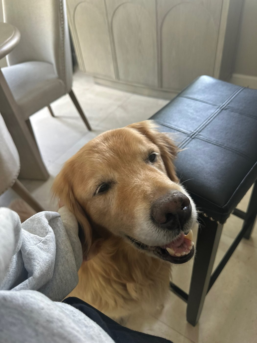 Marlin, a golden retriever, looking up with a happy smile