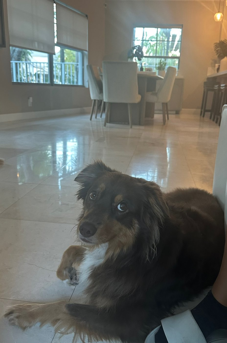 Mia, an Australian shepherd, resting at home