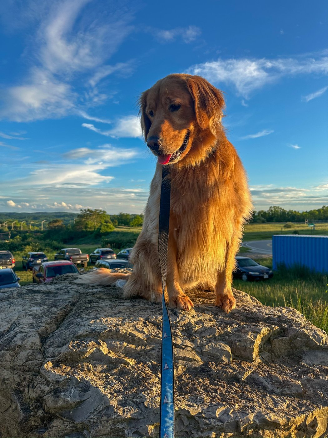 Mikey, a golden retriever, sitting outdoors in the evening sunshine