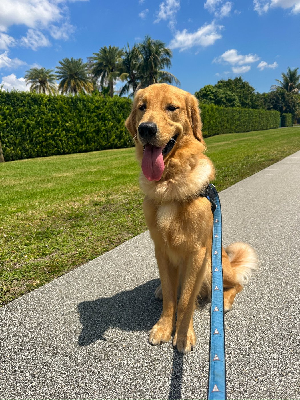 Teddy, a golden retriever, enjoying a sunny walk