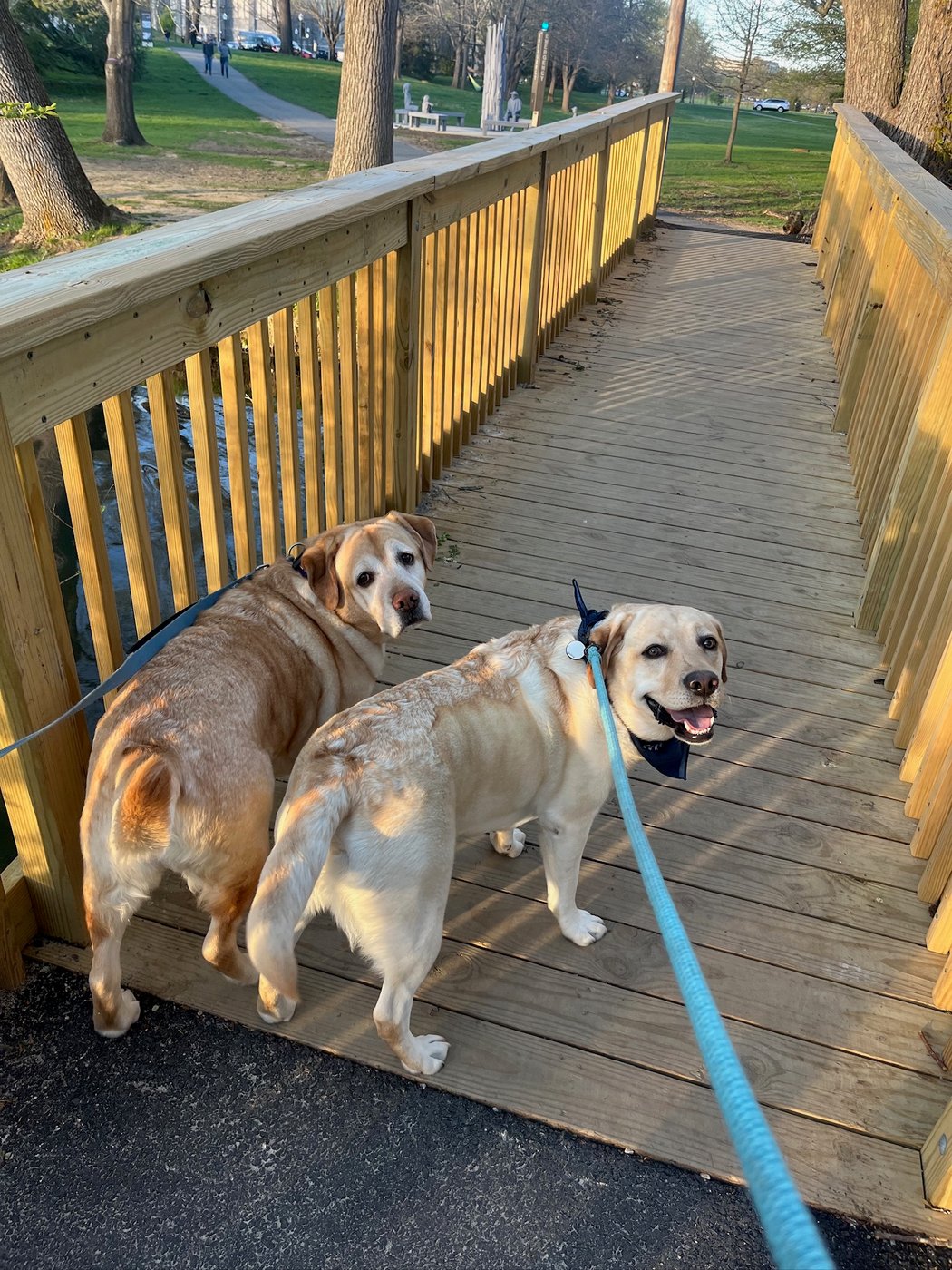 Wrigley and Scout, two yellow Labradors, enjoying a walk together